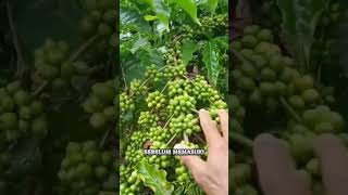 Jadwal pemupukan kopi yang baik dan benar