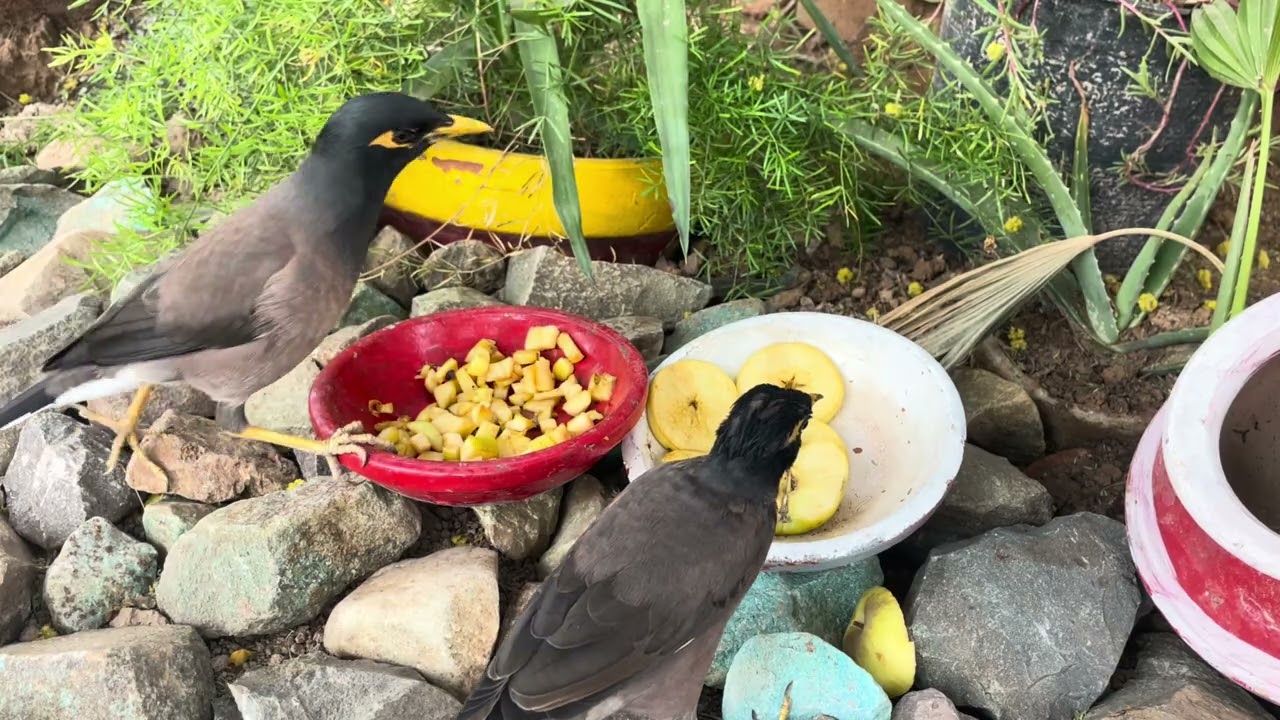 Common Myna Bird | Common Beautiful Myna Bird | Myna | Common Myna | Crow | Asian Crow |