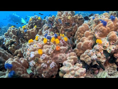 Twins 02/12/25  Scuba Diving Koh Tao