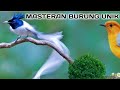 Masteran Unik Cocok Buat Isian Para Kicau Mania Mp3 - Mp4 Download