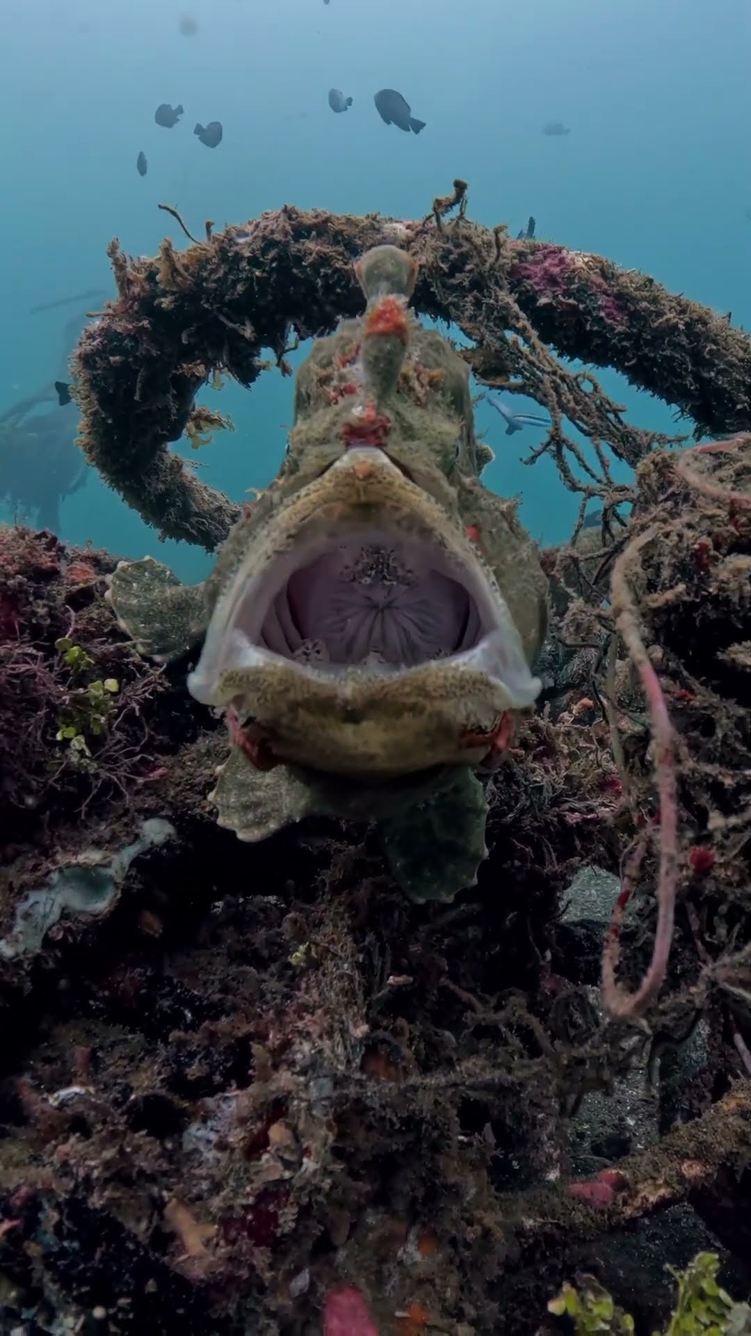 Giant FrogFish Yawns || ViralHog