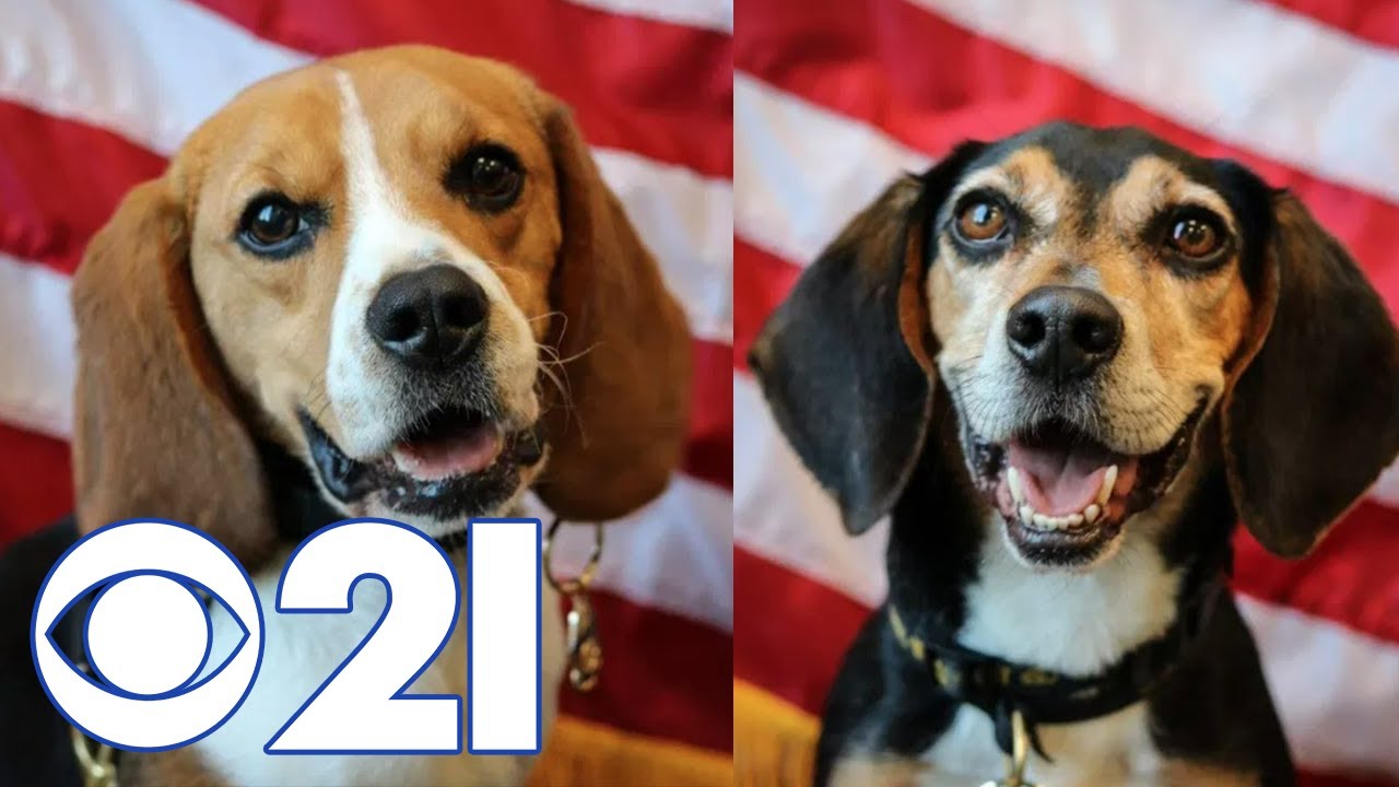 'They're incredibly important' Meet the beagles keeping airports safe