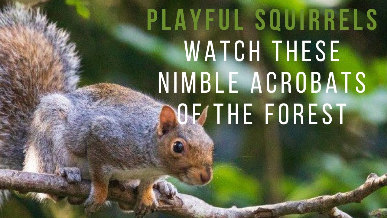 Secrets of the Squirrel Kingdom: A Captivating Wildlife Documentary
