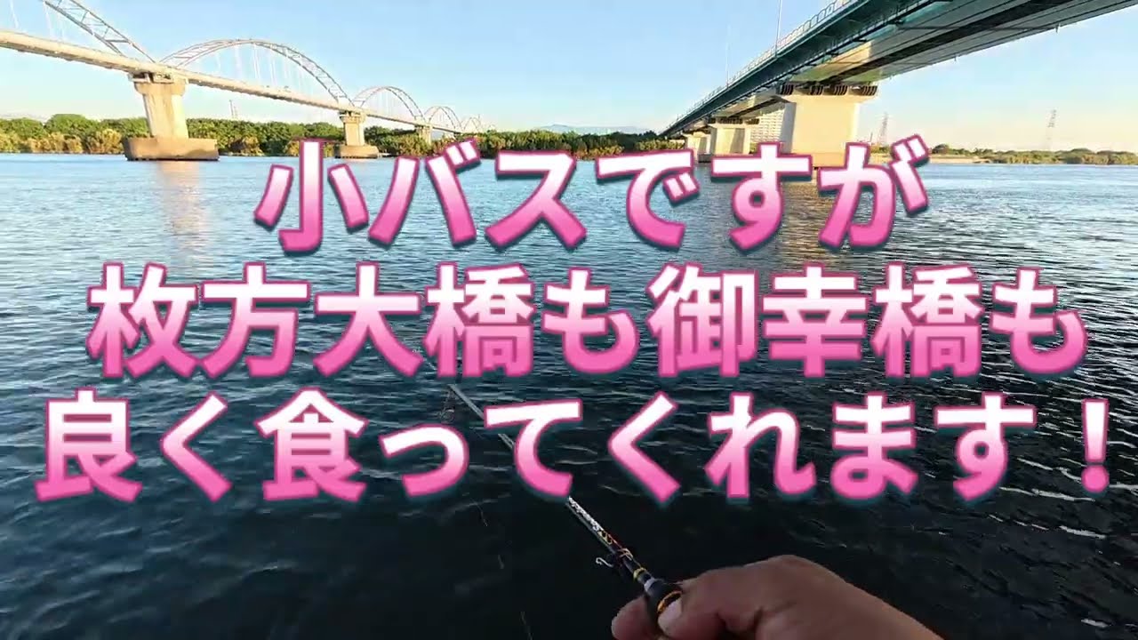 2026.10.9小バスは良く釣れてくれます！淀川ブラックバス釣り！
