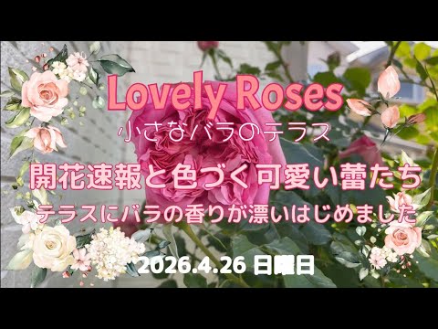 Vol.225ラブリーローズ✽開花速報・色とりどりのバラの蕾 #20rose