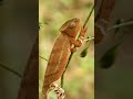 Why Chameleons Really Change Color (It’s Not Just for Camouflage!)🦎