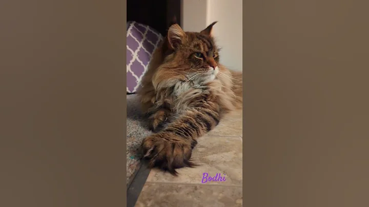 Video 3300911: mainecoon cats pets catlover, european maine coon cat, giant maine coon cat, polydactyl maine coon cat