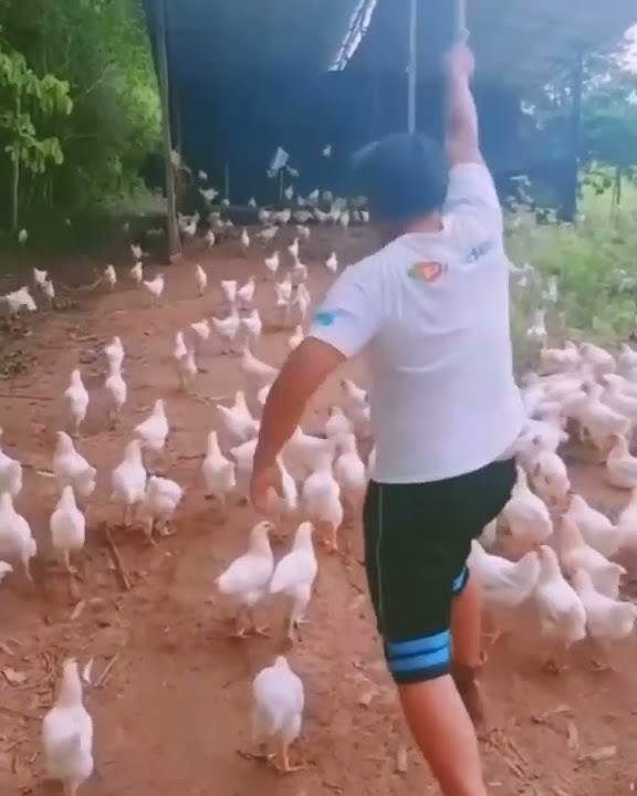 Status whatsapp||pasukan ayam siap perang