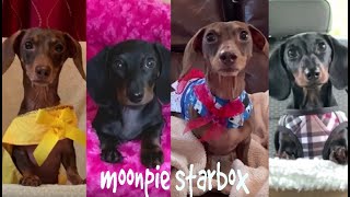 Chapter 16 Moonpie Starbox Tiktok Compilation