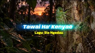 Lagu Bahasa Penan | Tawai Ha' Kenyaé