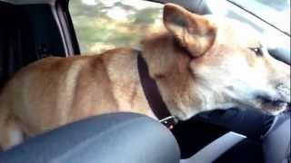 Dingo howling. Wild dog