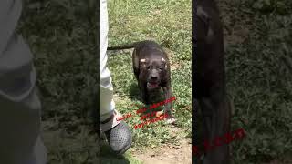 Biggest xxl American bully puppy in India #xxlamericanbullyinindia #viral #shorts #pets #puppy