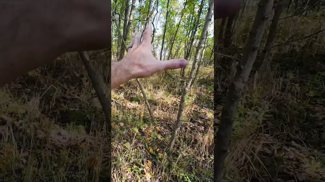 Think this is THE SPOT? Reading Deer Sign