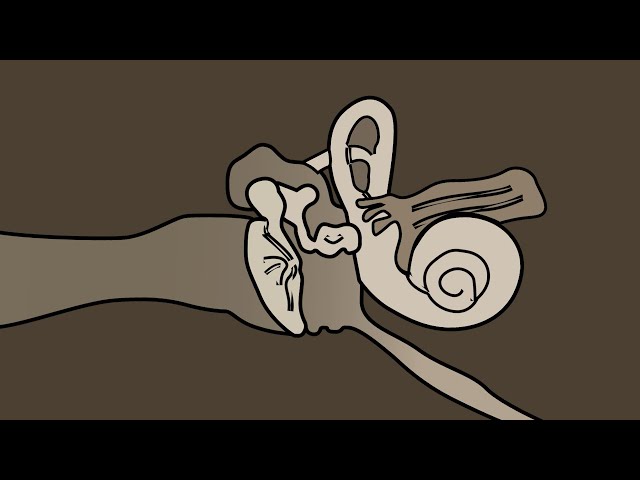 From Eardrum To Eardrum 👂 ASMR