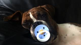 Princeess Leia from "Luke the boxer" takes a nap with her pacifier.