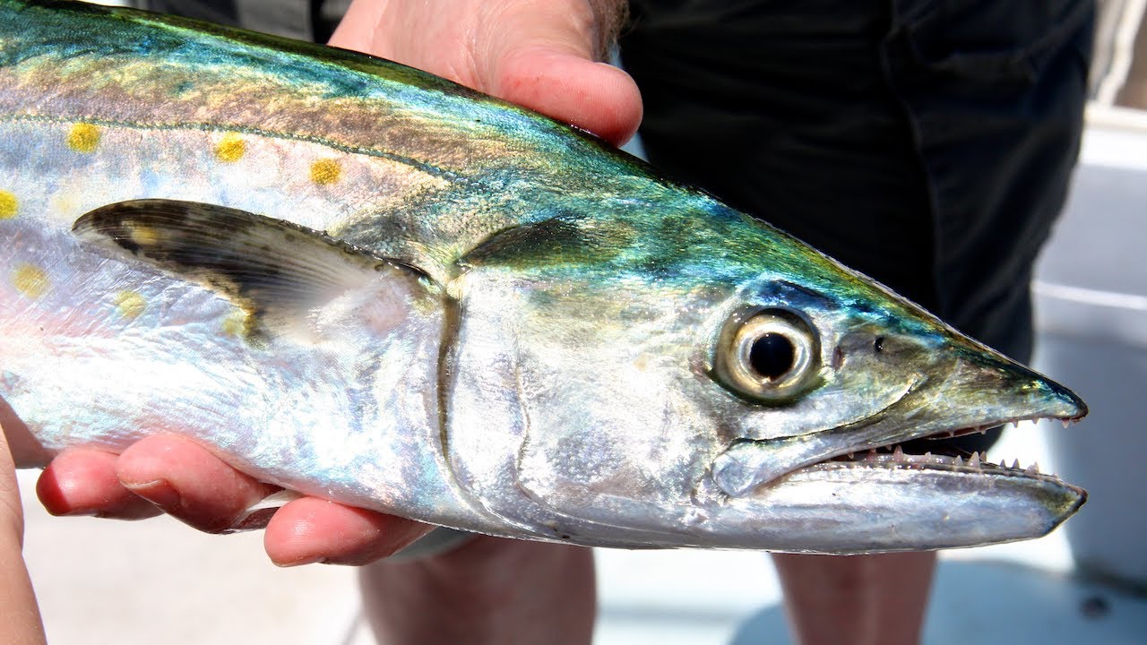 How do you Clean and Fillet a Spanish Mackerel