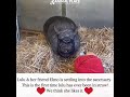 Meet newly rescued potbelly pig Lulu & her friend Elmo! This is lulu's first time ever in straw!