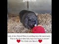 Meet newly rescued potbelly pig Lulu & her friend Elmo! This is lulu's first time ever in straw!