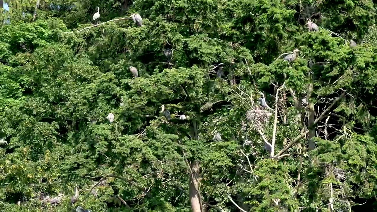 Heron Habitat near Tsawwassen Causeway Beach