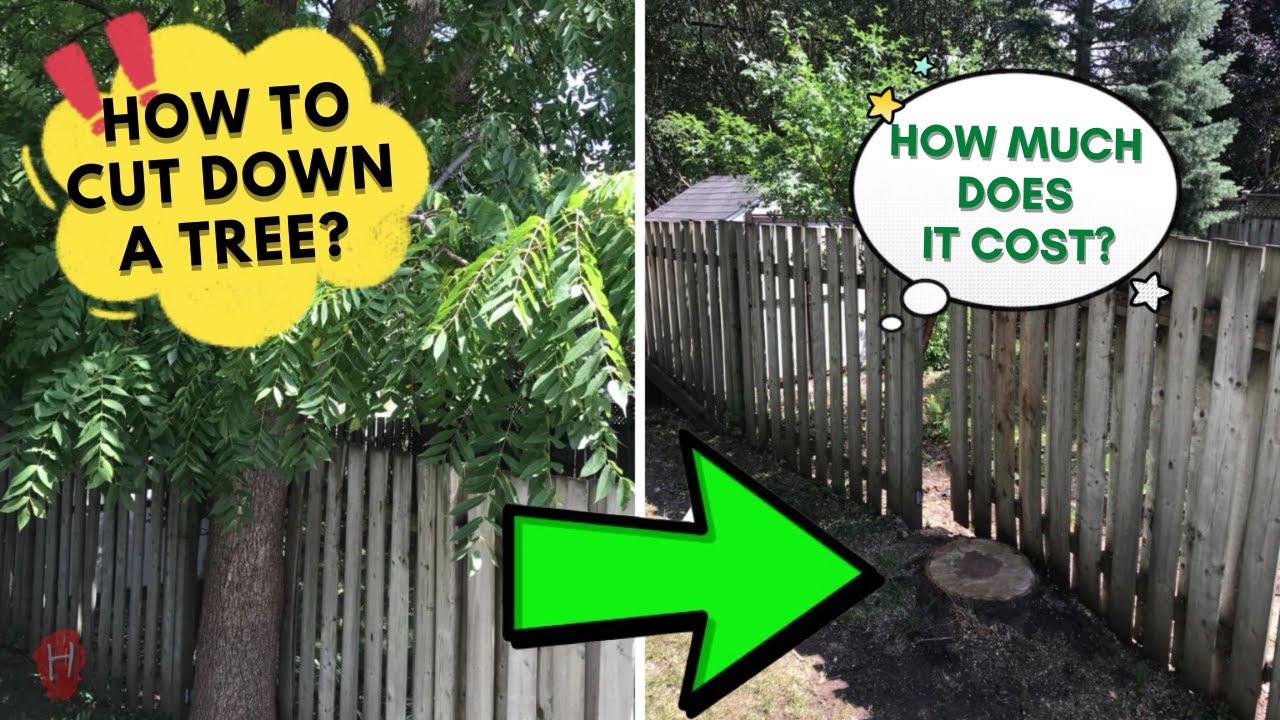 How To Cut Down A Tree How Much Does It Cost To Cut A Whole Tree How To Cut Down A Tree How Much Does It Cost To Cut A Whole Tree