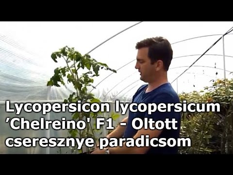 Videó: Felfordított paradicsom: Hogyan termessünk fejjel lefelé paradicsomot