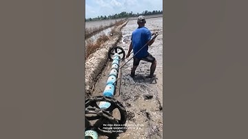 Ingenious rice planting: a manual rice seeder in action