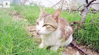 Cute baby cat funny video❤