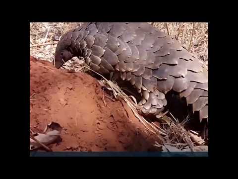 Video: Koronavirusun yayılmasında heyvanlar məsuldurmu?