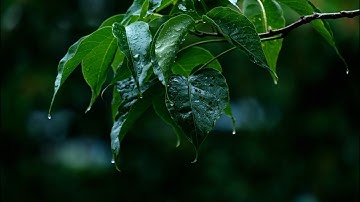 Rainy Day (Original Ambient Music Composition_Moog Muse and Hydrasynth Deluxe_No external effects)