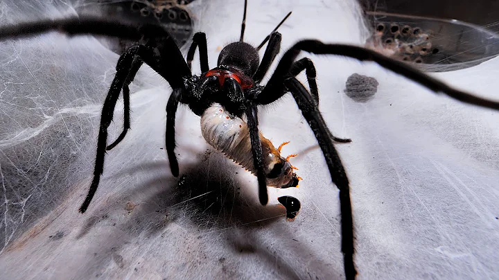 Feeding some Funnel & Curtain Web Spiders 11
