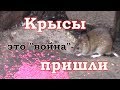 Как бороться с крысами?!Крысы пришли