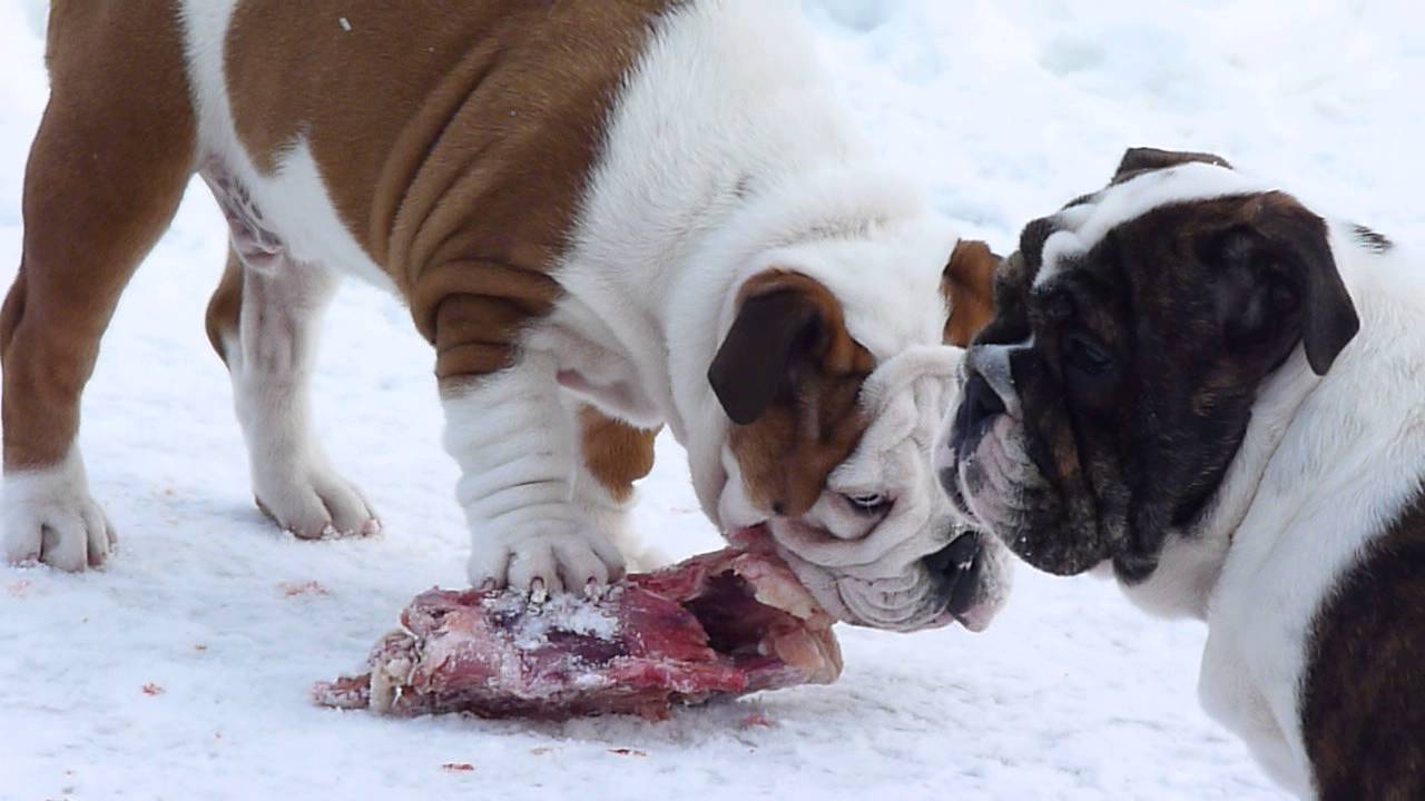 RAW food for bulldog YouTube