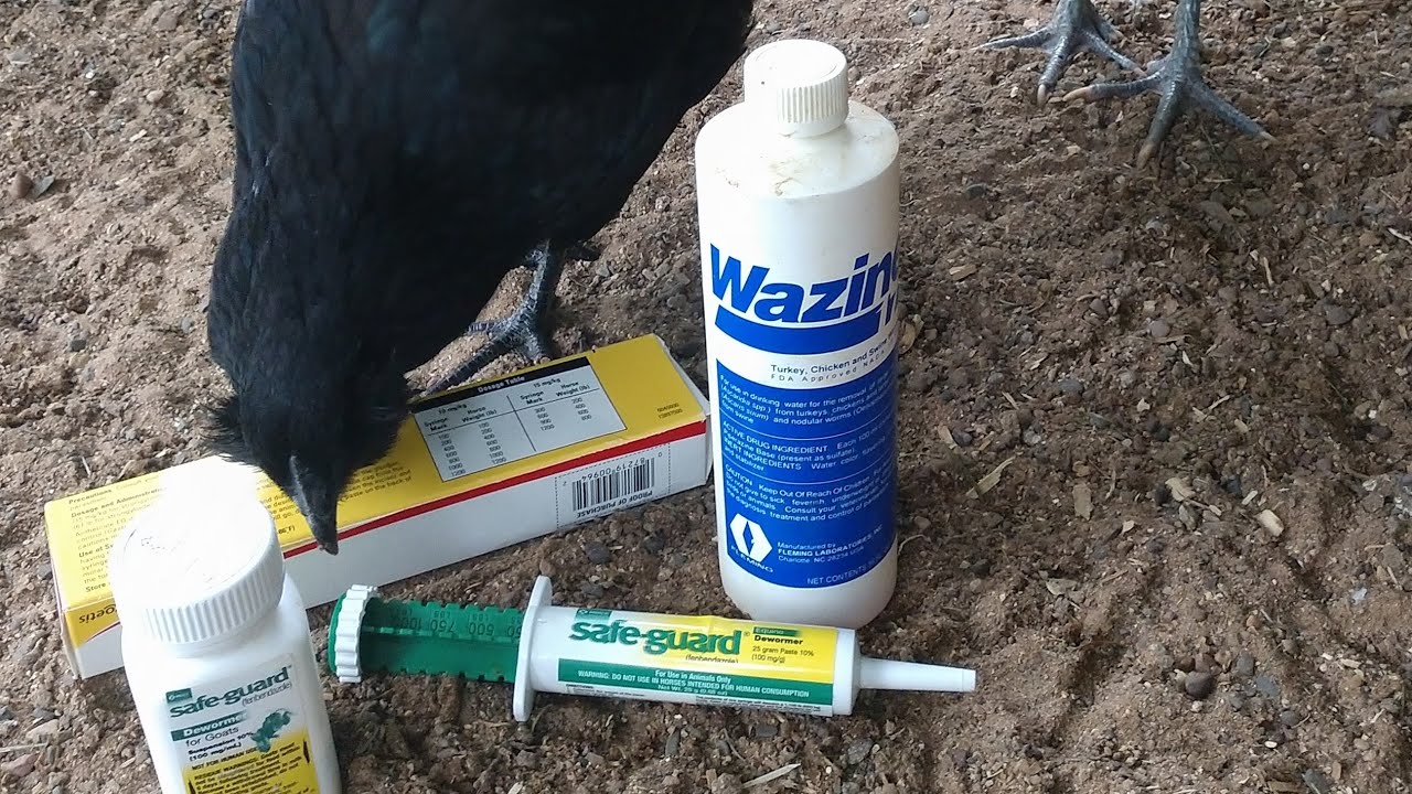 deworm a chicken deworm a chicken