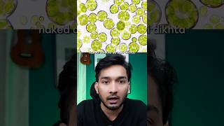 Making Petrol From Seaweed