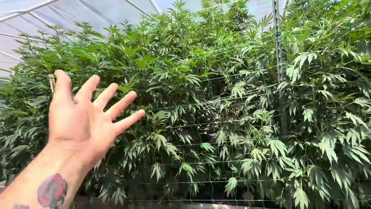 Northern California organic outdoor grow 