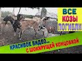 Что случилось со стадом коз? Кто виноват?