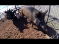 Boarbuster 15 hog capture