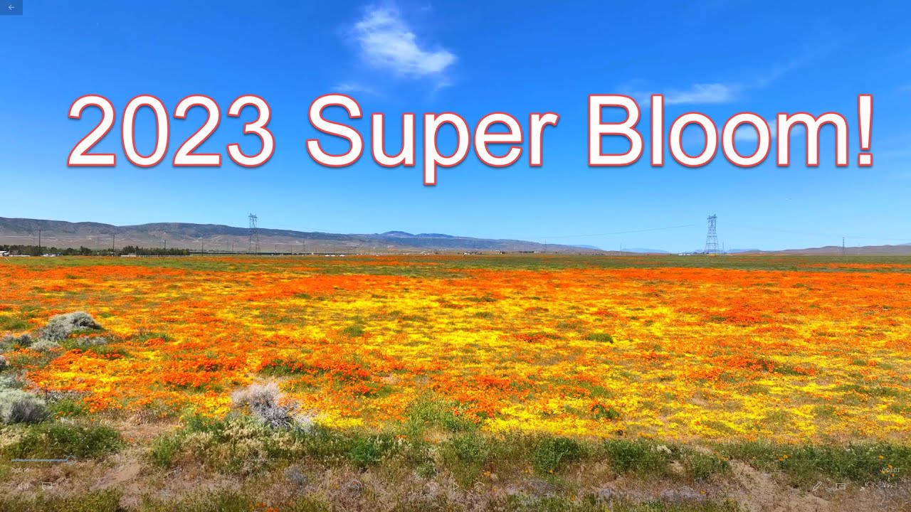 Will there be a super bloom in California 2023?