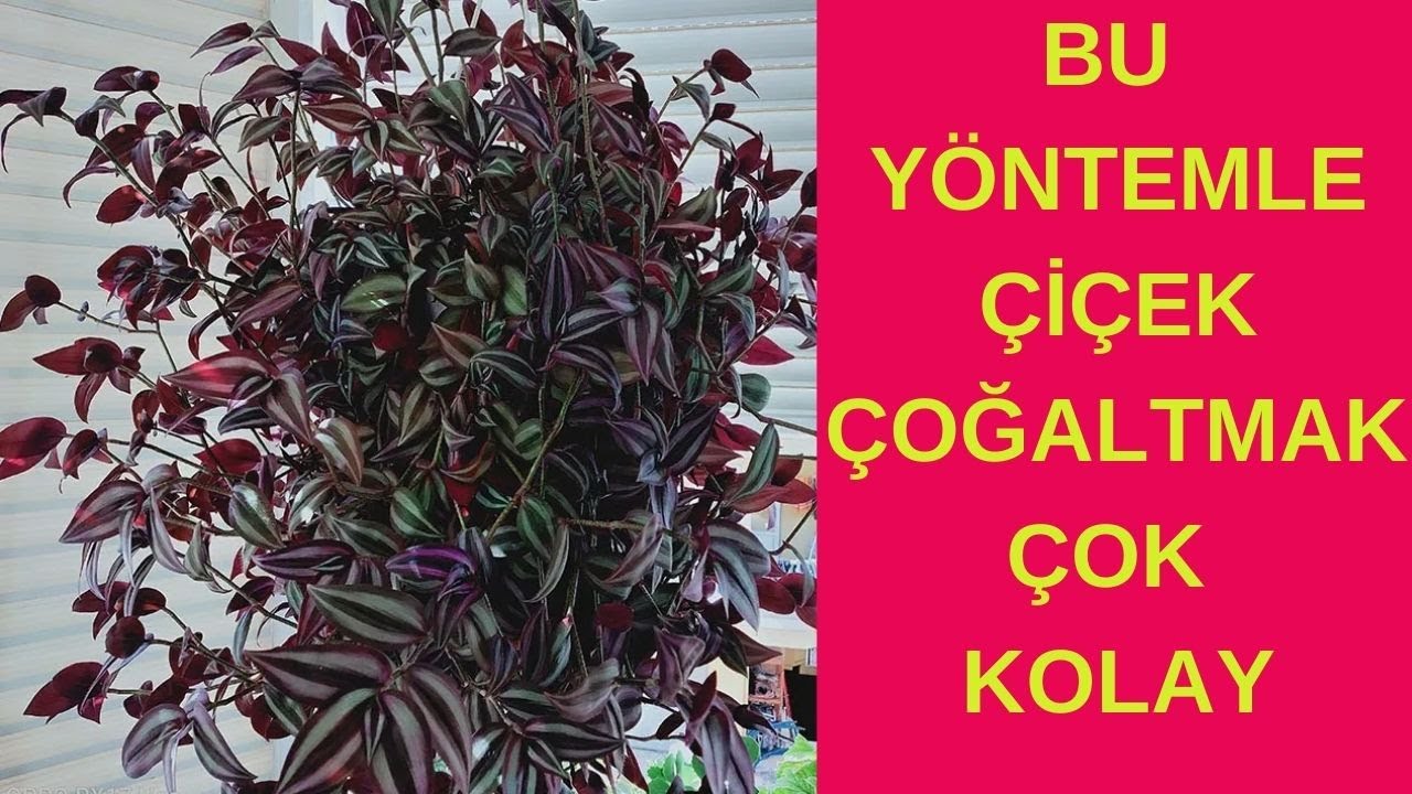 Herkesin Kolaylıkla Yetiştirebileceği Çiçek, Zebra Telgraf Çiçeği Nasıl Çoğaltılır, Çiçek Bakımı