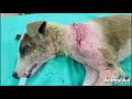 Surgery saves puppy with massive laceration on her shoulder.