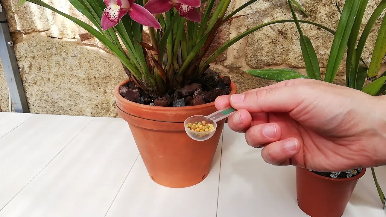 ¡Alimenta a tus Orquídeas para verlas florecer!