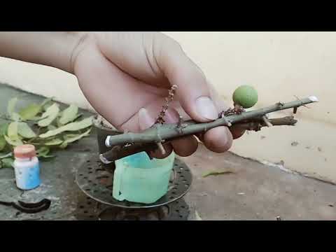 Video Cách Giâm CÀNH Cây SUNG Nhanh RA RỄ- SỐNG 100% - youtube