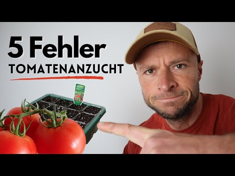 Video: Wie man wunderschöne Tomaten aus Samen anbaut