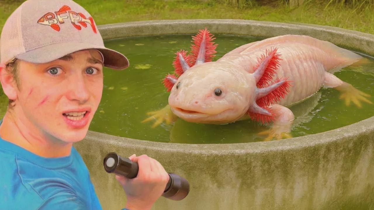 Rescaté ajolotes de un estanque abandonado!