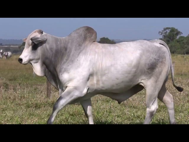 Lote 49   Leilão Especial Nelore Três Irmãos