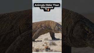 Animals older than dinosaurs🦈🔥#AnimalFacts #DidYouKnow #WildlifeFacts #NatureIsAmazing