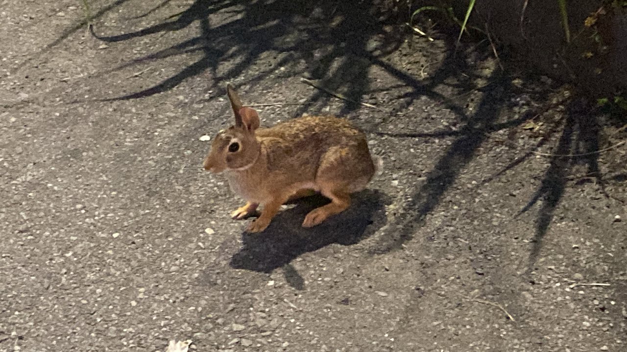 Unexpected Bunny Encounter at Gas Station | Cute & Amusing Rabbit ...
