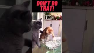 Funny Stuff - Wtf Moments - The Cat Wants Him 
