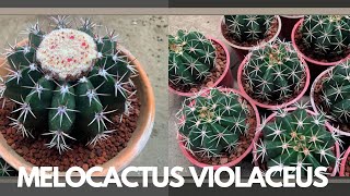 Melocactus Violaceus Planting. Care Tips. - Plant with me!!!