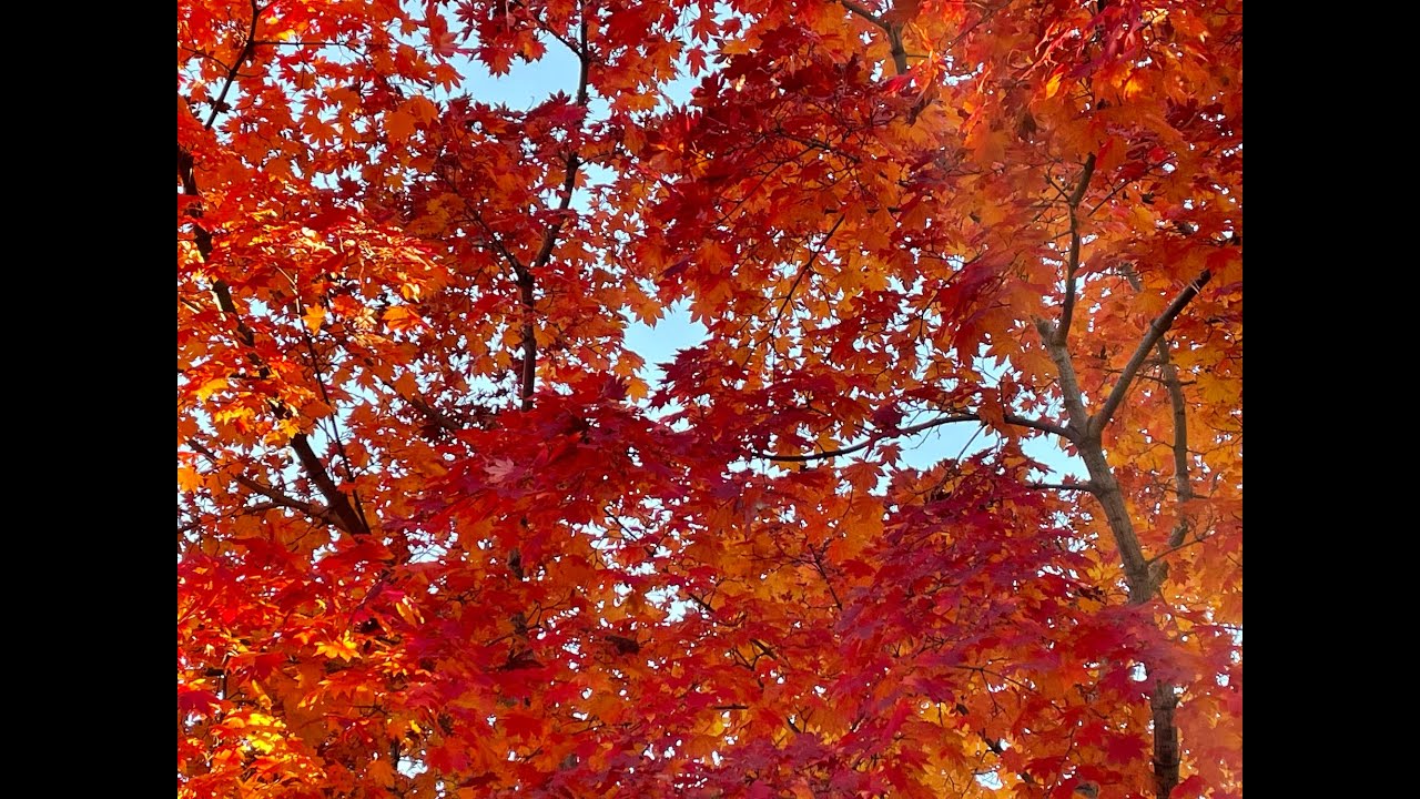 Sing-Along with Dan Chouinard and Ann Reed, Monday, October 20, 7:00 pm CST